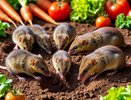 Землеройки на огороде: как остановить невидимых копателей без вреда для экосистемы