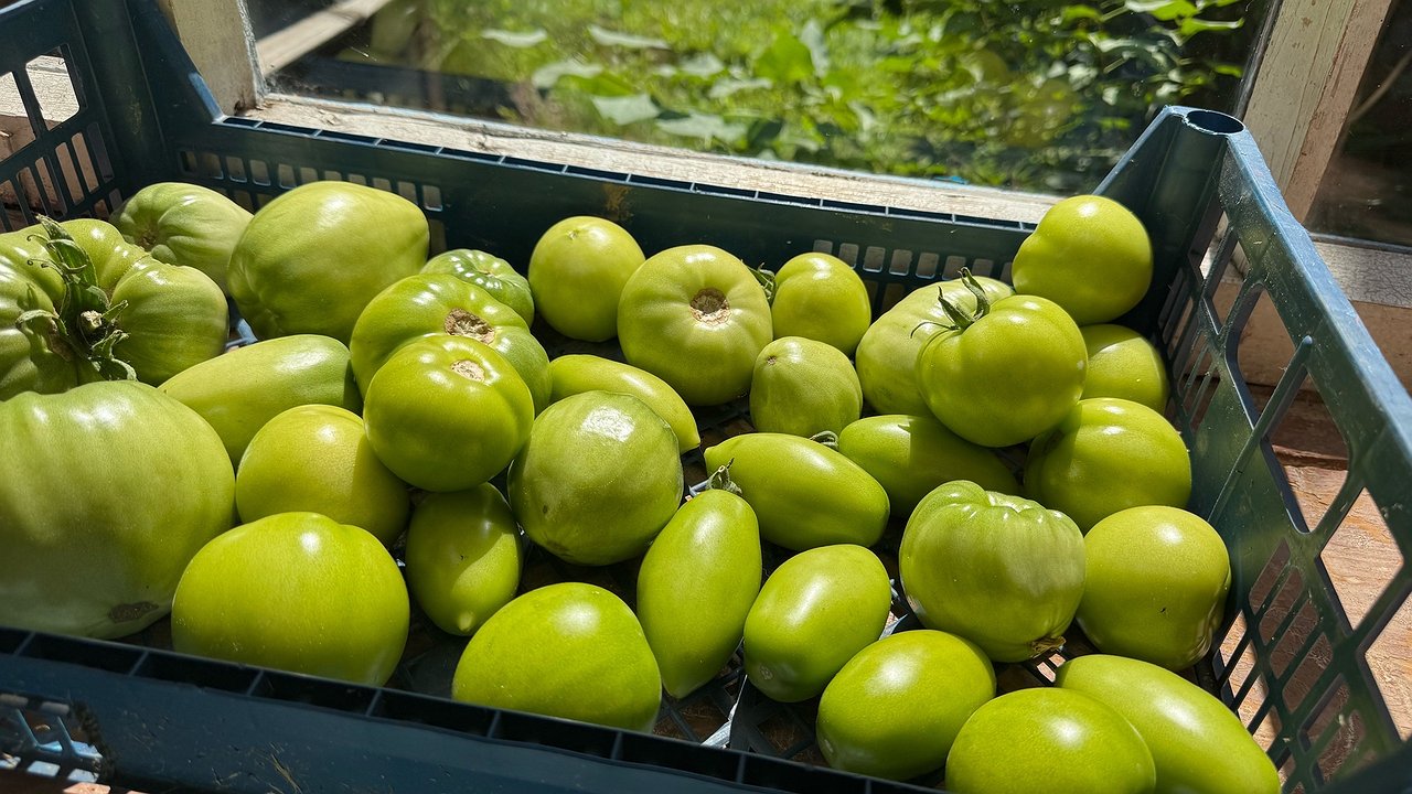 Главная картинка новости: «Огородница Всея Руси» Октябрина Ганичкина рассказала, что делать, чтобы помидоры дозрели