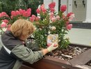 В Александровском саду высадили более 350 кустарников