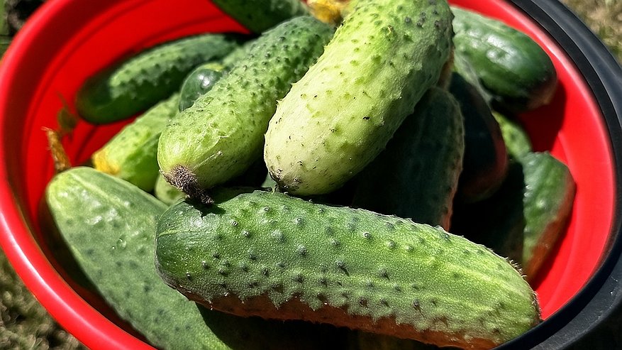 Главная картинка новости: Август – время омоложения огурцов: завалят урожаем до заморозков по проверенной схеме советских агрономов