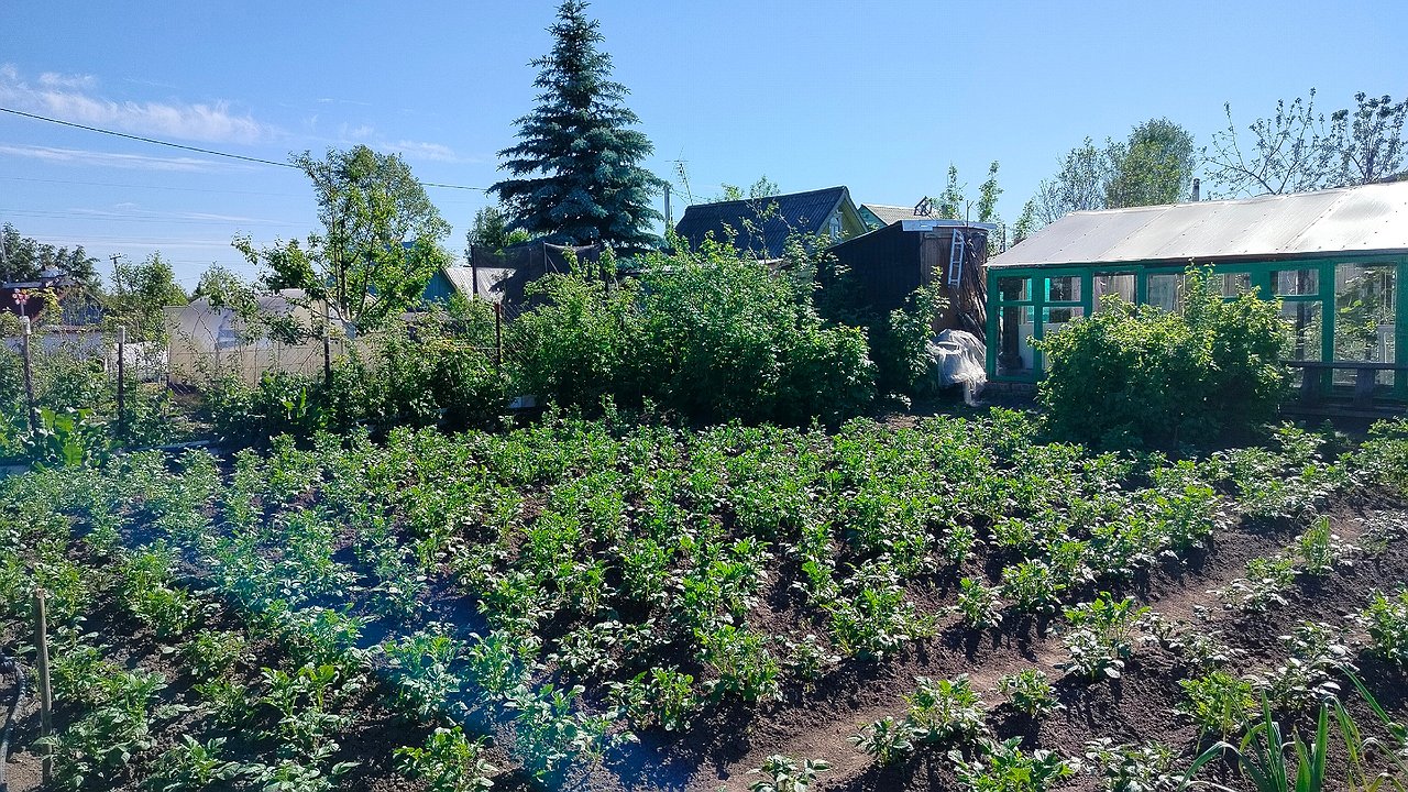 Главная картинка новости: Почва как после тонны навоза: сею этот сидерат после картофеля и забываю о вредителях