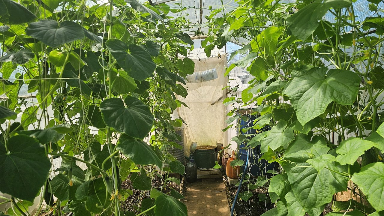 Главная картинка новости: В сентябре у меня нет отбоя от огурцов! Каждую неделю поливаю их одним удобрением, стоят зелёные до октября