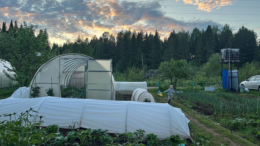 Главная картинка новости: Забудьте о горчице и фацелии: этот сидерат делает почву в разы рыхлее червей и плодороднее любых удобрений