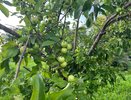 Секретная подкормка для плодовых деревьев: начинаю в августе, чтобы сад пережил зиму