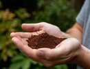 Подкармливаю грядки кофейной гущей — урожай удивил даже соседей