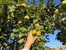 Хотите богатый урожай яблок? Возьмите пилу осенью