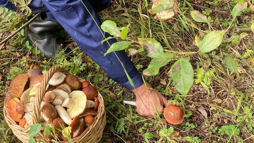 Главная картинка новости: Грибные места в Кировской области: откуда белые и рыжики несут целыми корзинами