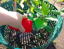 Лучшее осеннее удобрение без запаха и без лишних затрат: безопасная альтернатива навозу