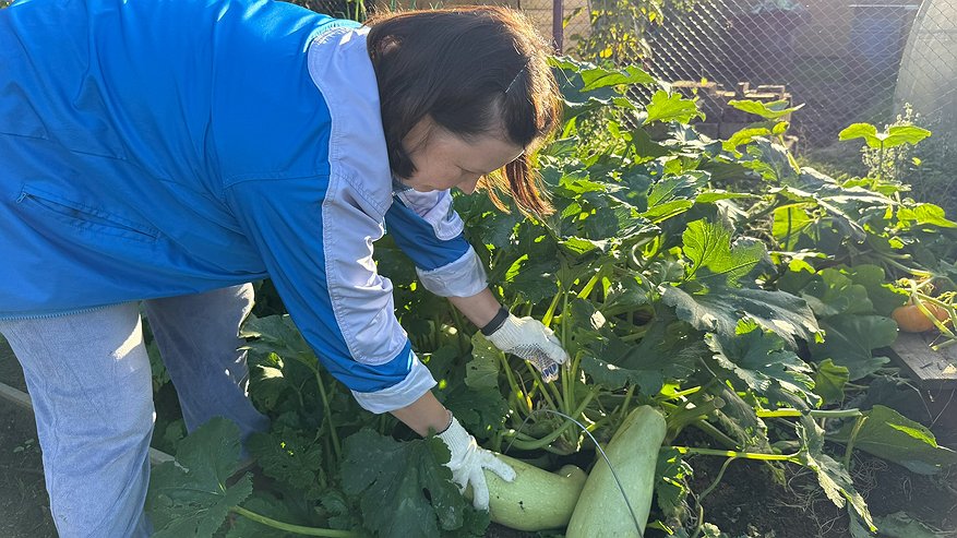 Главная картинка новости: Холода на пороге: какие овощи нужно срочно убрать с грядки в сентябре