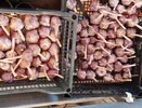 На эти грядки сажать озимый чеснок точно нельзя, урожая не будет