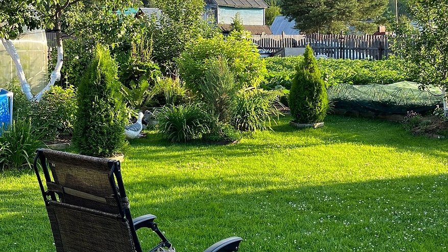 Главная картинка новости: Глупо и опасно: Еще Мичурин 87 лет назад запрещал сажать в саду, на огороде и около дома 6 этих опасных дерева