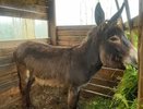 В Кирове продают осла за 70 тысяч рублей