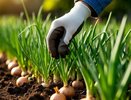 Грядку для озимого лука готовлю заранее: 5 добавок в землю, благодаря которым потом не нужны подкормки