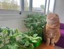 Думаете, надо заглянуть под хвост? Ошибаетесь: 5 способов понять, кот у вас или кошка