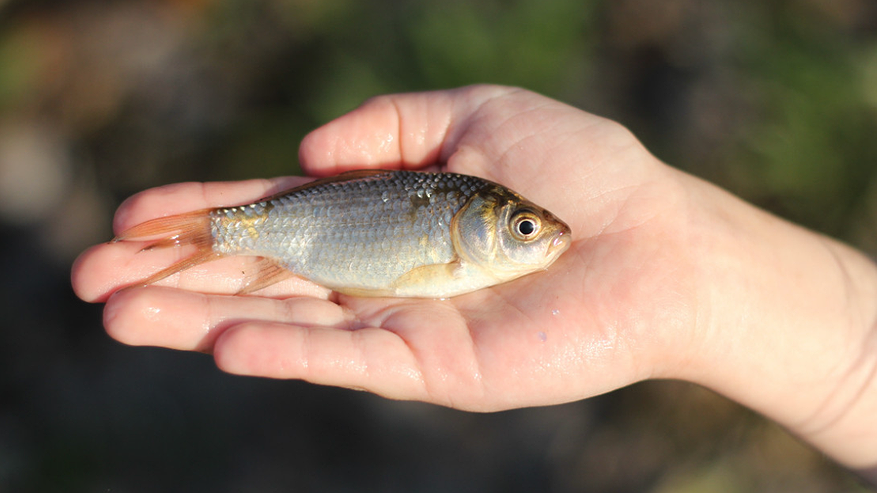 Главная картинка новости: "В сентябре карася ловлю таким способом" - опытный рыбак поделился хитростью