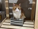 Почему все кошки без ума от коробок: оказывается, это не просто прихоть, а самая настоящая потребность
