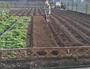 Как за одну осень превратить тяжёлую землю в чёрнозём без навоза и лопат: всего один пузырёк после уборки урожая