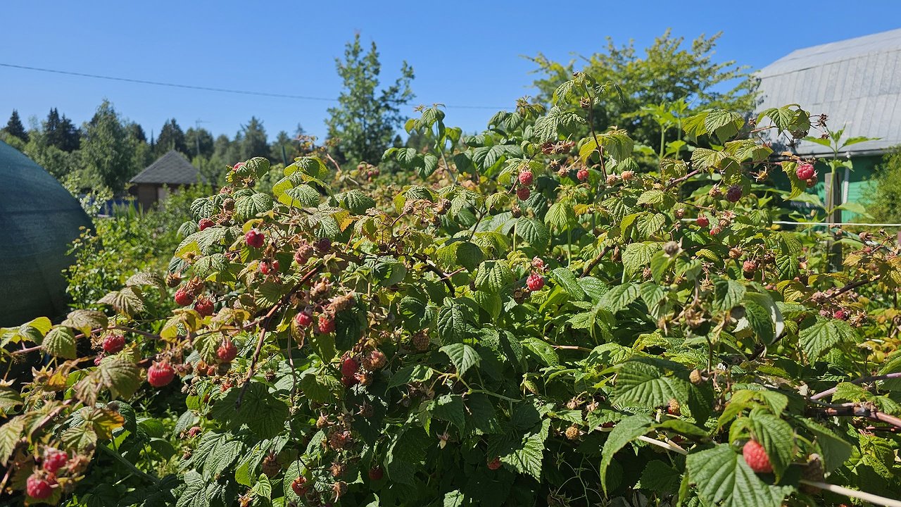 Главная картинка новости: Чтобы малина «плодила вёдрами», делаю осенью «ничего особенного», но регулярно
