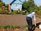 Раскидываю 1 пачку этой копеечной крупы по грядкам и земля как чернозём. Дорогой навоз больше не нужен