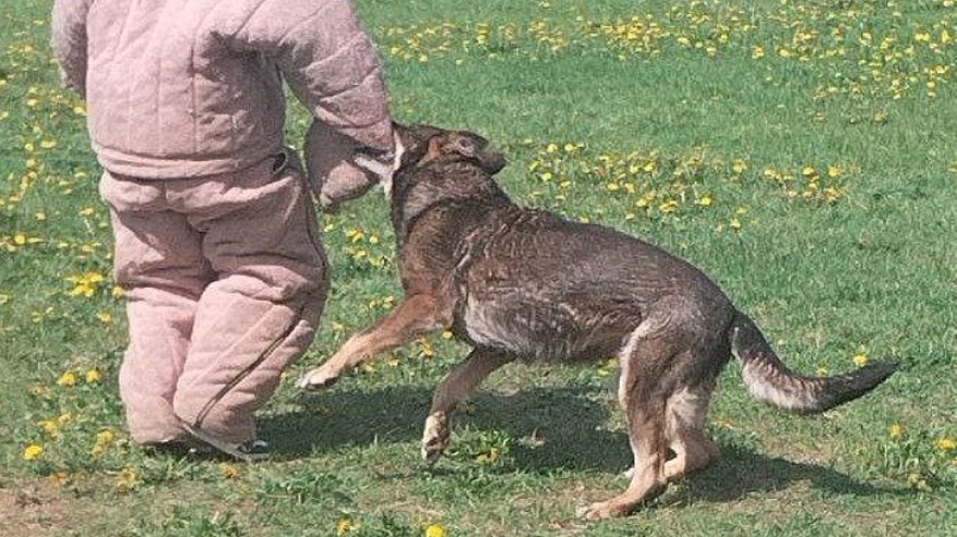 Главная картинка новости: В Кировской области собака покусала 5-летнюю девочку