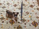10 поступков, которые собака вам не простит
