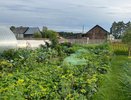 Засеял пустые грядки 5 сидератами — весной урожай растет без удобрений и удивляет соседей