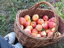 Закапываю гнилые яблоки по дедовскому методу под малину. Я в восторге, урожай вырос в 2,5 раза