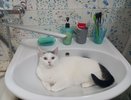 Как кошка "говорит", что ей больно: важные сигналы для хозяев