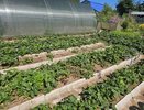 Готовлю клубнику к зиме по секрету томского агронома: 5 кустов дают до 7 кг ягод без летних подкормок