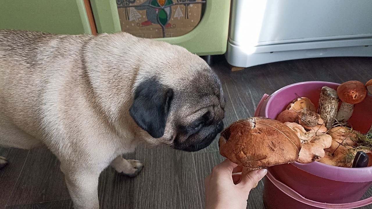 Главная картинка новости: Сколько нужно варить грибы до готовности: запомните эту инструкцию раз и навсегда