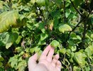 Посыпала кусты смородины в сентябре обычным порошком — ягоды выросли в два раза больше