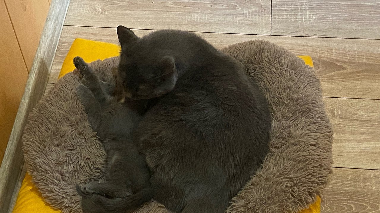 Главная картинка новости: Учёные выяснили, каких людей на самом деле любят кошки, и дело не в еде