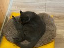 Помнят ли котята свою маму — как на самом деле устроена материнская связь у кошек