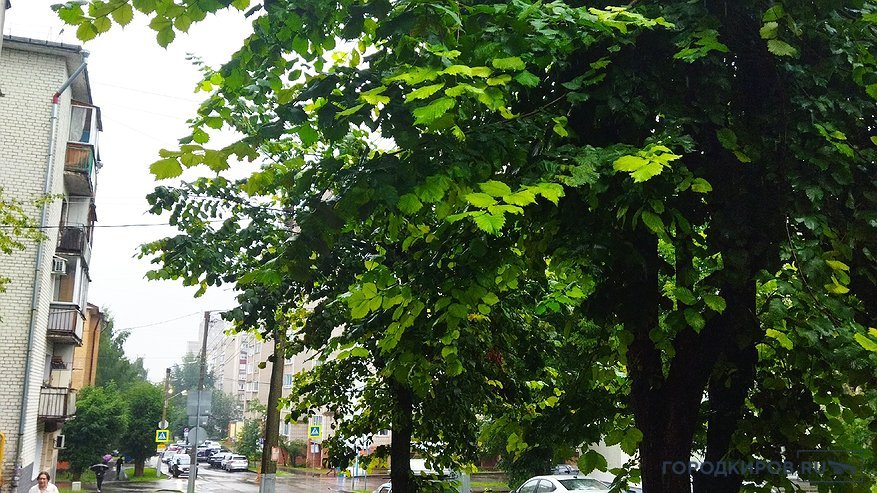 Главная картинка новости: В  Минпромторге Кировской области рассказали подробности о строительстве комбината деревянного домостроения