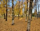 Синоптики рассказали, когда наступит золотая осень