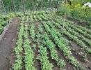 Рассыпьте осенью соду по грядкам, заменит тонны навоза и дорогих удобрений