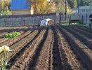Почему я перестала доверять суперфосфату: 3 ошибки и как использовать его правильно