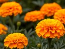 Ни за что не высаживайте бархатцы на огороде. 7 причин, которые удивят даже опытных садоводов