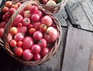 Опытная огородница из Чувашии рассказала о том, как сохранить томаты свежими до следующего сезона: "Помидоры в магазине никогда не покупаю!"