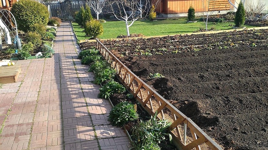 Главная картинка новости: Земля как пух без грамма навоза: достаточно 3 ложек «муки» на кв.м. после картошки