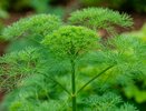 Взбодрите укроп водкой — и собирайте мешками — лайфхак для сверхбыстрых всходов, работает даже в сентябре