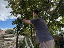 Яблони, вишни, клубника и весь сад утонут в цветах весной — при одном условии: осенью их подкормить «канадским настоем»