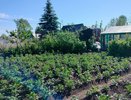 Три ложки на кучу и перегниют даже ветки: быстрый компост без всяких хлопот - земля мягче пуха