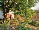 Опасные соседи: какие деревья нельзя сажать рядом с домом