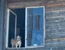 Предчувствие утраты: как собаки ведут себя, если близкий человек скоро умрёт