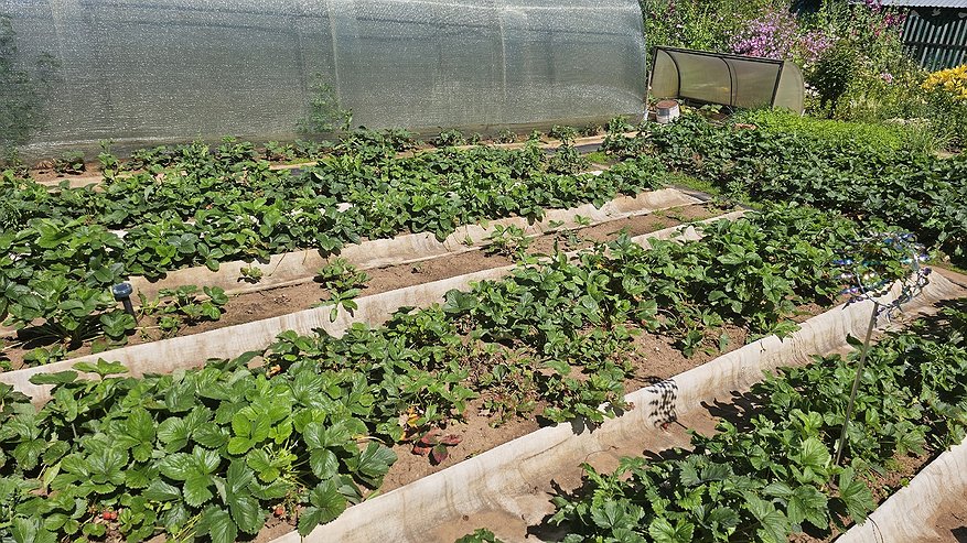 Главная картинка новости: Лучше отказаться: 2 модных сидерата истощают грунт и приносят на участок нематоду, тлей и крестоцветную блошку. И от одного я еле избавилась