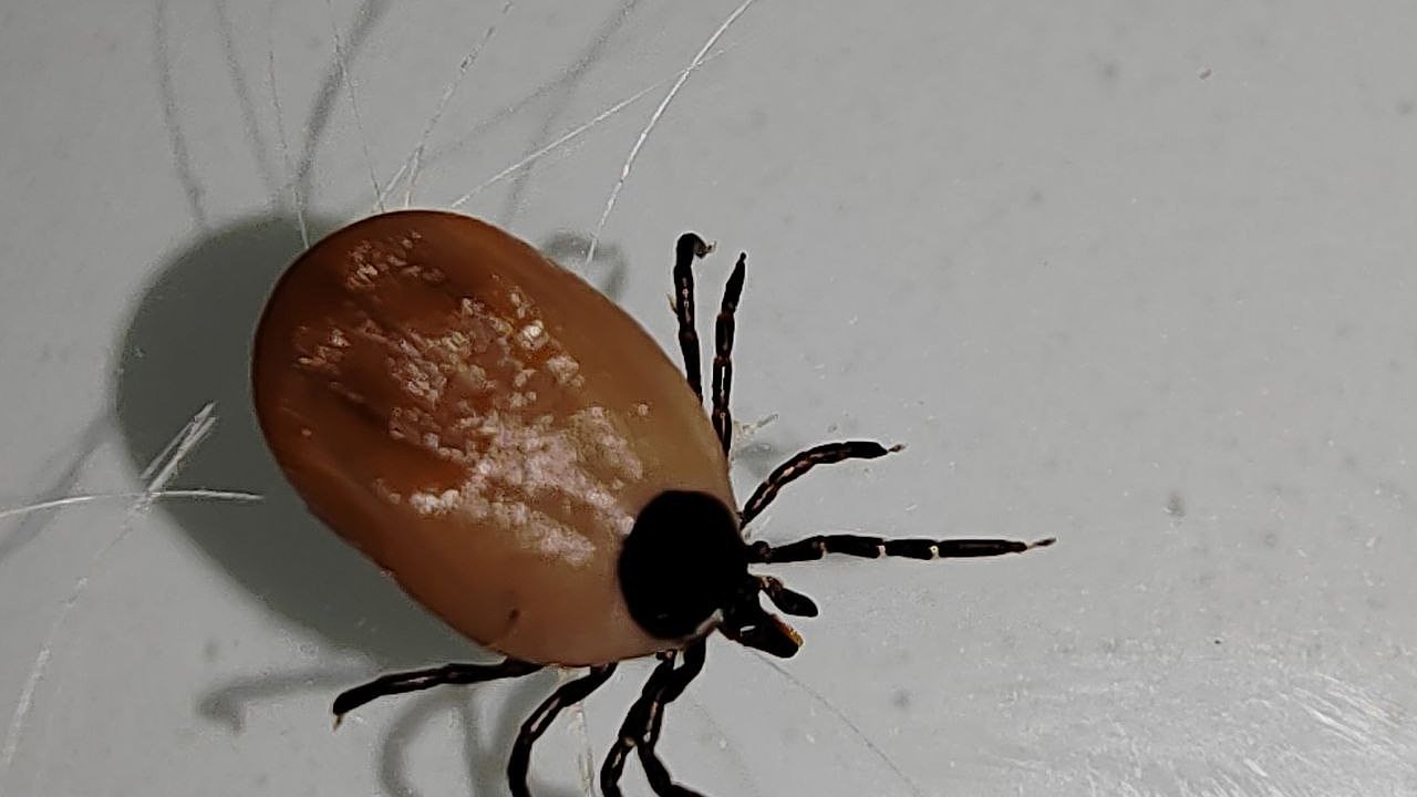 Главная картинка новости: Почему в СССР вы не слышали о клещах, а сейчас они повсюду - об этом не принято говорить вслух