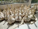 Грядки, где чеснок сажать строго запрещено: как узнать, на каких участках в новом сезоне урожай будет крупным и крепким