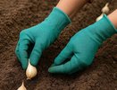 Когда сажать озимый чеснок в 2025 году: благоприятные даты