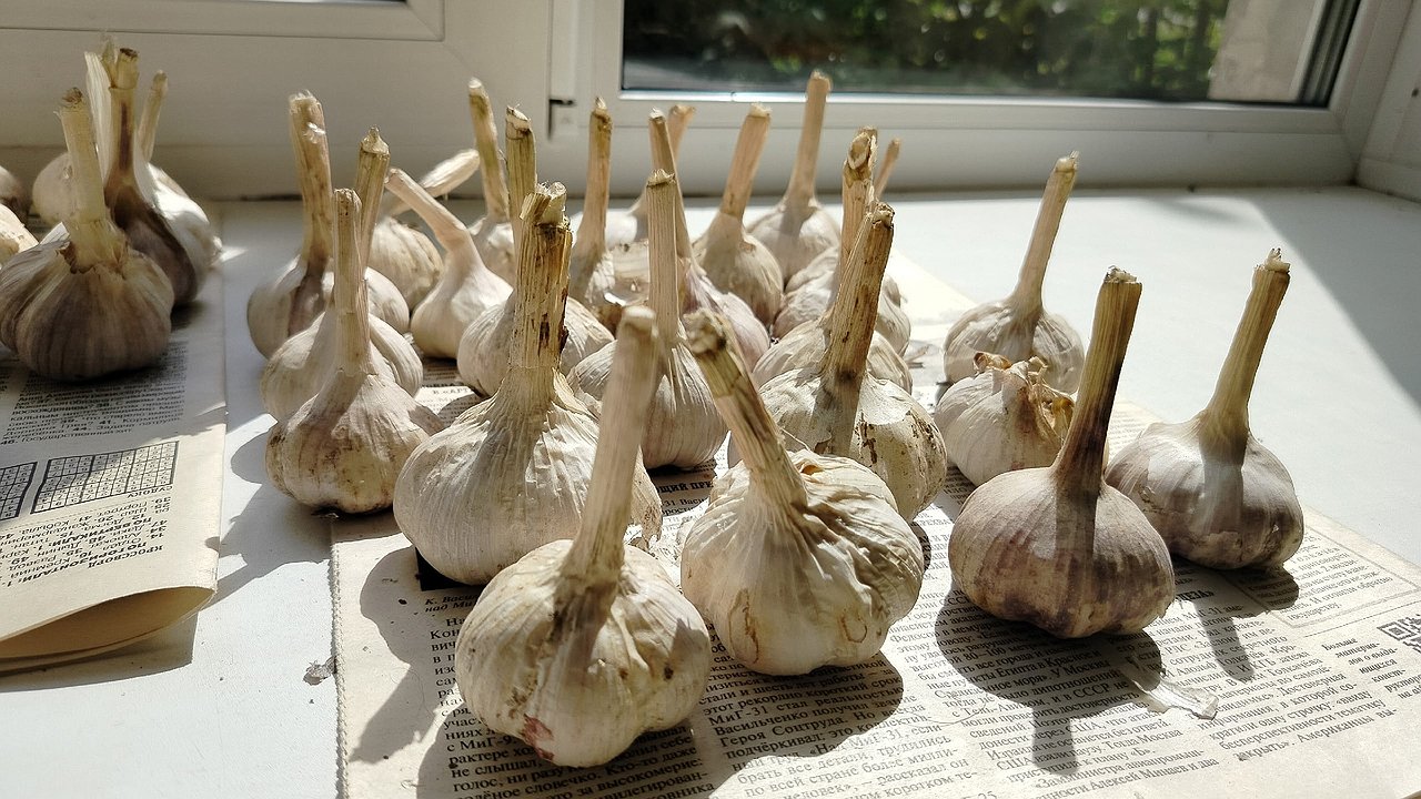 Главная картинка новости: Как хранить чеснок весь год, чтобы он не засох и не пророс